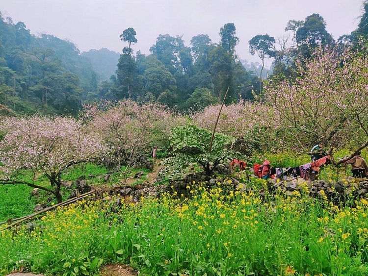 Lóng Luông thắm sắc hoa đào và bình yên đến lạ