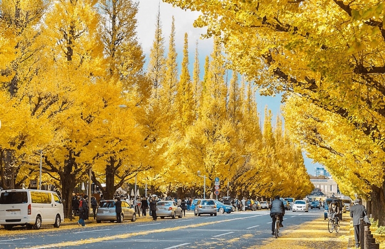 Meiji-jingu Gaien - Một trong những nơi lý tưởng để ngắm mùa lá rụng ở Tokyo