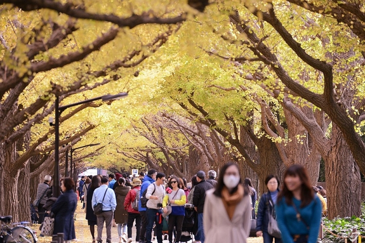 Meiji-jingu Gaien - Một trong những nơi lý tưởng để ngắm mùa lá rụng ở Tokyo