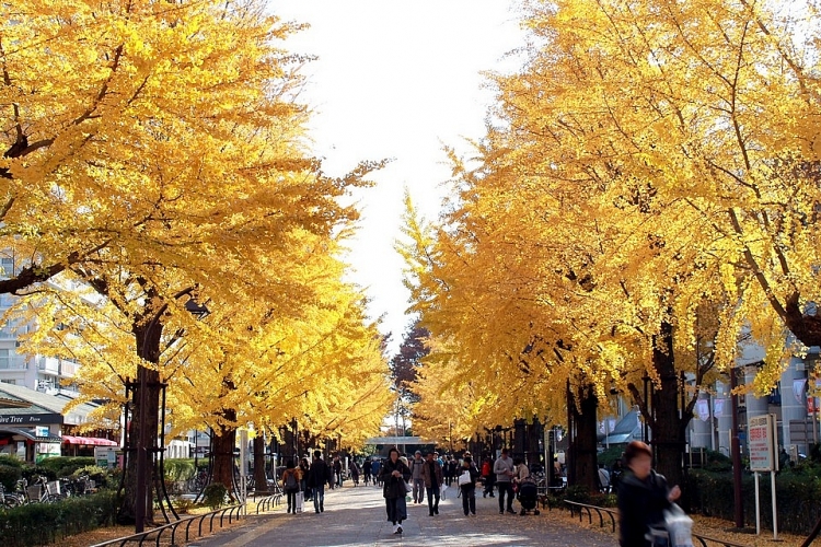 Meiji-jingu Gaien - Một trong những nơi lý tưởng để ngắm mùa lá rụng ở Tokyo
