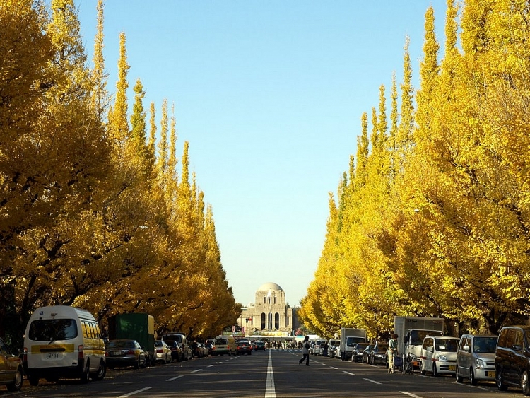 Meiji-jingu Gaien - Một trong những nơi lý tưởng để ngắm mùa lá rụng ở Tokyo