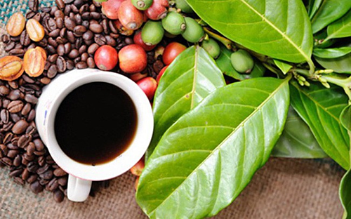 Giá cà phê hôm nay 4/4: Tiếp tục giảm tại thị trường thế giới