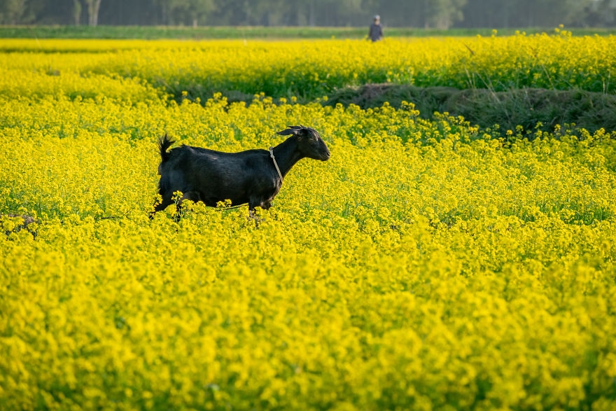 bong mat voi sac mau mu tat vang cua mien que bangladesh