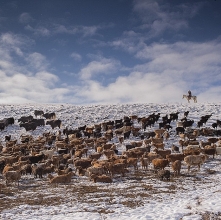 Cuộc sống của những người thợ săn bằng đại bàng ở miền Tây Mông Cổ (Phần I)
