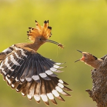 50 bức ảnh vào vòng chung kết cuộc thi nhiếp ảnh thế giới "Mẹ thiên nhiên" năm 2019 (Phần I)