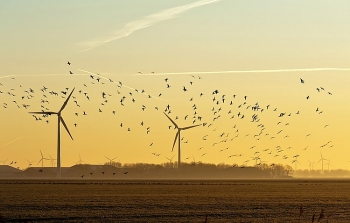 Giải pháp hữu hiệu để tuabin gió không làm hại động vật hoang dã