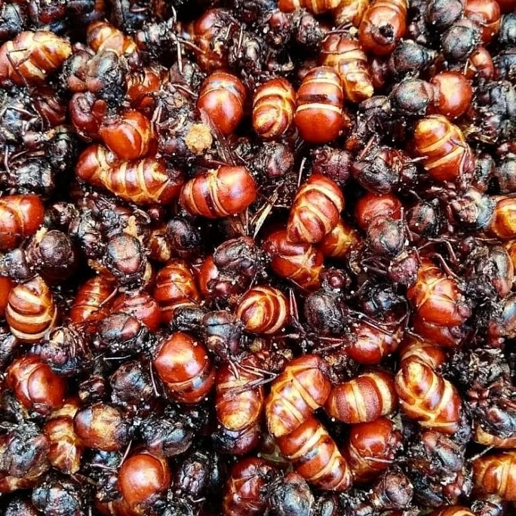 Loại côn trùng quen thuộc, trở thành món ăn xa xỉ của người sành ăn trên khắp thế giới