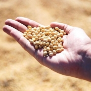 Brazil tạm dừng thuế quan đối với ngô và đậu nành cho đến năm 2021