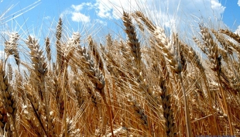 Ukraine xuất khẩu hơn 10 triệu tấn lúa mì, giảm so với cùng kỳ năm ngoái