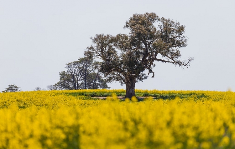 Những cánh đồng vàng bội thu ở Úc