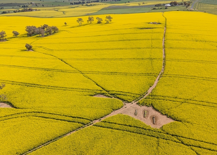 Những cánh đồng vàng bội thu ở Úc