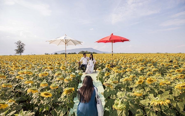 Thái Lan bùng nổ sắc màu hoa hướng dương vào mùa