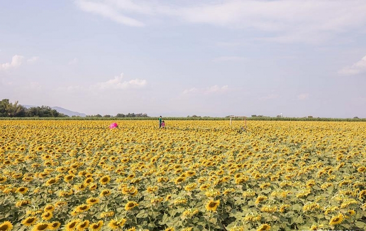 Thái Lan bùng nổ sắc màu hoa hướng dương vào mùa