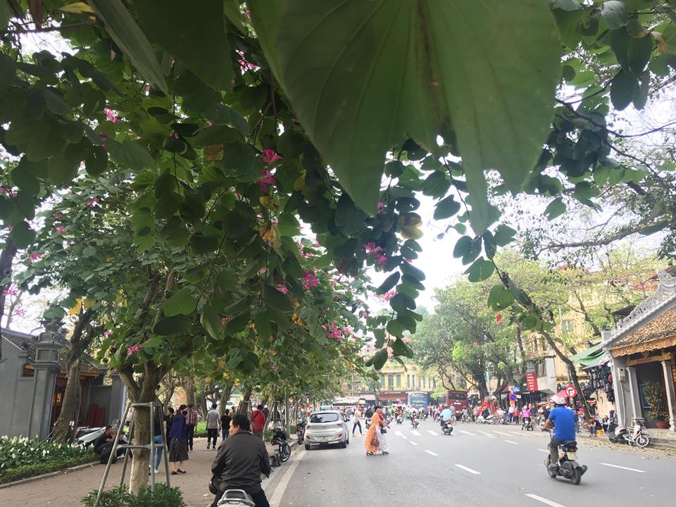 ha noi hoa ban no ro trong long thanh pho