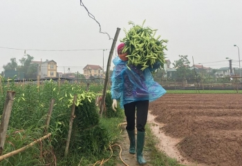 Hà Nội: Người dân Tây Tựu tất bật vào vụ hoa loa kèn
