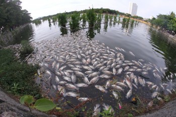 Hồ nước trung tâm Đà Nẵng dày đặc cá chết