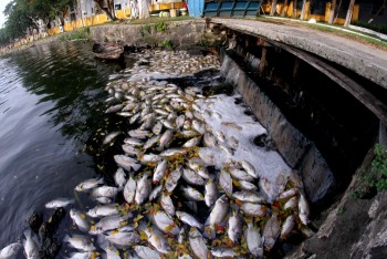 Đà Nẵng: Cá chết dày đặc do thiếu oxy