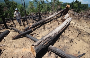 Tuyên án các bị cáo phá 16 ha rừng ở Quảng Nam
