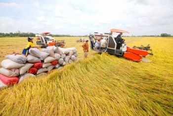 Vốn ngân hàng sẵn sàng cho sản xuất, chế biến, tiêu thụ sản phẩm lúa gạo