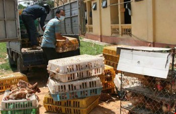 Thương lái Trung Quốc mang gà thải, thịt rác... tràn vào Việt Nam