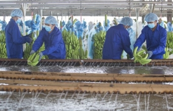 Tỷ phú Trần Bá Dương “bắt tay” cùng bầu Đức xuất khẩu lô chuối hơn nửa triệu USD