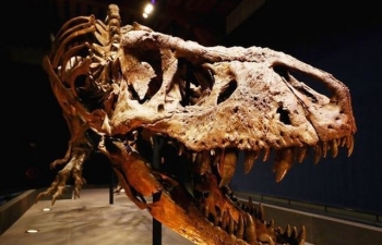 Công khai rao bán hóa thạch khủng long độc nhất thế giới giá gần 70 tỷ đồng