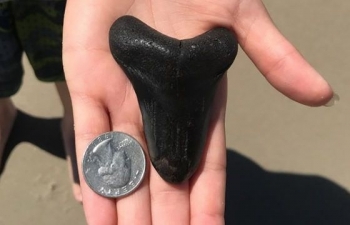 Học sinh trung học bất ngờ vớ được báu vật 3 triệu năm tuổi trên bờ biển