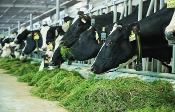 Hệ thống “Resort” bò sữa Global G.A.P giúp Vinamilk cung cấp 5,5 triệu hộp sữa tươi mỗi ngày