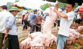 Việt Nam chưa được xuất khẩu sản phẩm thịt sang Trung Quốc