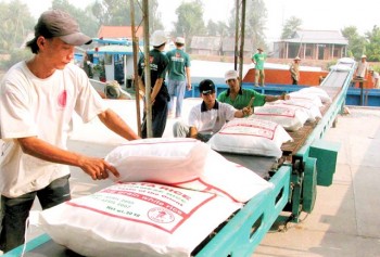Gạo Việt lại lo mất thị trường vì gạo Thái