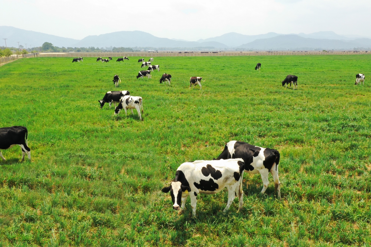 Đầu từ 120 triệu USD, Vinamilk hợp tác xây dựng tổ hợp “Resort” bò sữa Organic tại Lào 