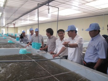 Tôm Việt đang hướng đến thị trường 7 tỷ người ăn
