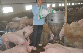 Nghịch lý: Giá lợn trong nước đắt nhất thế giới, giá nhập khẩu rẻ như rau