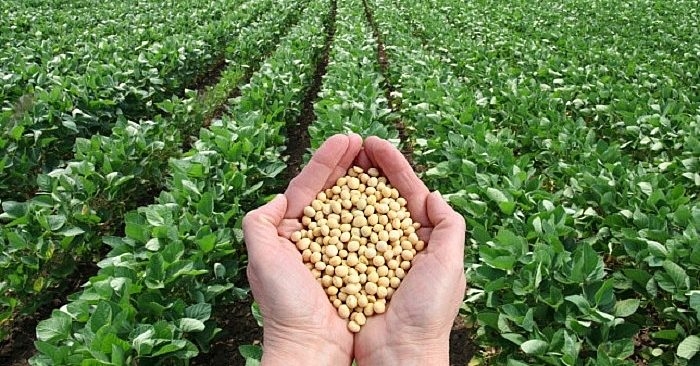 Bỏ mía, nông dân Brazil đổ xô sang trồng đậu tương bán cho Trung Quốc