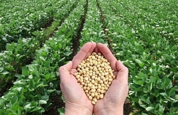 Bỏ mía, nông dân Brazil đổ xô sang trồng đậu tương bán cho Trung Quốc