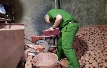 Phát hiện thêm 1 vụ “chế biến” khoai tây Trung Quốc thành hàng Đà Lạt