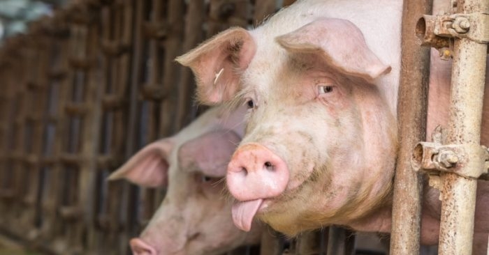 Dịch tả lợn ở Trung Quốc có thể tác động đến cuộc chiến thương mại Mỹ – Trung