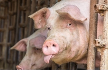 Dịch tả lợn ở Trung Quốc có thể tác động đến cuộc chiến thương mại Mỹ – Trung