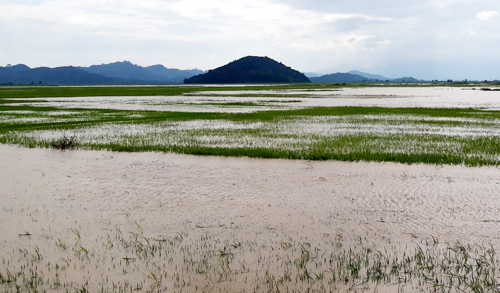 Vỡ đê bao ở Đăk Lăk, hơn 1.000 ha lúa bị ngập