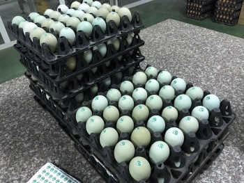 Trứng gà xanh siêu lạ, mỗi ngày bán 10.000 quả