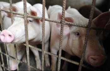 Dịch tả lợn hoành hành, mối đe dọa mới cho kinh tế Trung Quốc