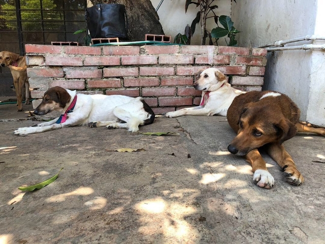 Không còn tiền nuôi, dân Venezuela thả chó hoang đầy đường