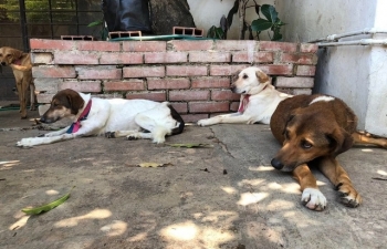 Không còn tiền nuôi, dân Venezuela thả chó hoang đầy đường