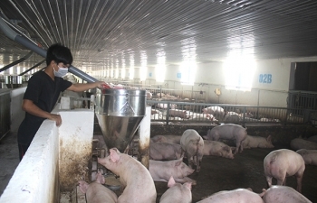 Phòng chống dịch tả lợn châu Phi: Cấm cả hình thức cho, tặng ở khu vực biên giới