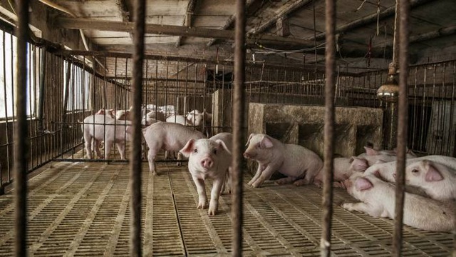 Kho dự trữ thịt lợn bí mật của Trung Quốc sắp cạn kiệt? - 1