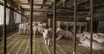 Kho dự trữ thịt lợn bí mật của Trung Quốc sắp cạn kiệt?