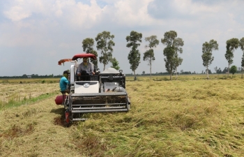 Agribank: Kịp thời cung ứng vốn phục vụ thu mua lúa gạo tại Đồng bằng sông Cửu Long