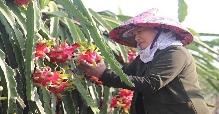 Nông dân Bình Thuận khóc ròng vì giá thanh long giảm còn 500 đồng/kg vẫn không có người mua