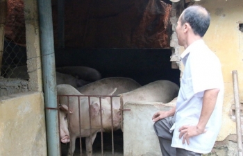 Sau cơn "bão giá", lợn ăn cả...nhà, ăn cả "sổ đỏ"