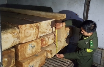 Dùng xe đông lạnh chở gỗ quý lên Đà Lạt tiêu thụ